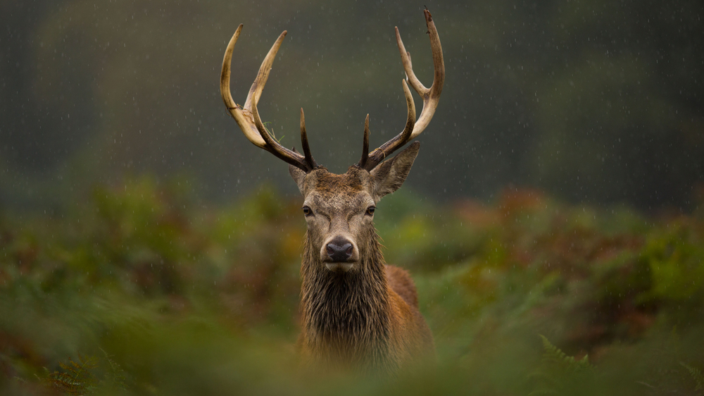 Red Stag